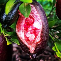 Australian Native Fingerlimes | Citrus australasica - Australian Native